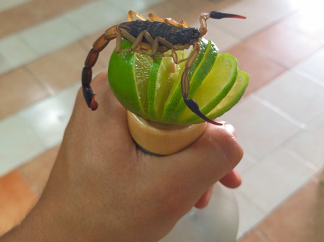 Mezcal la reliquia景点图片