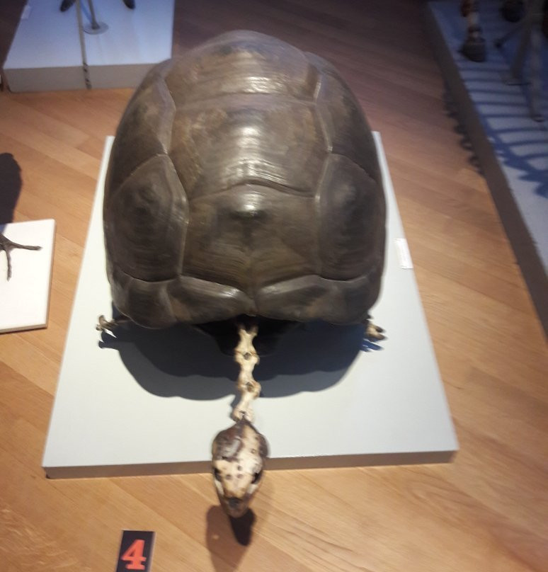 University Museum Groningen-格罗宁根省必去景点