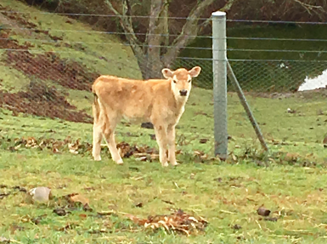 Springmead Farm Tours-Rydal必去景点