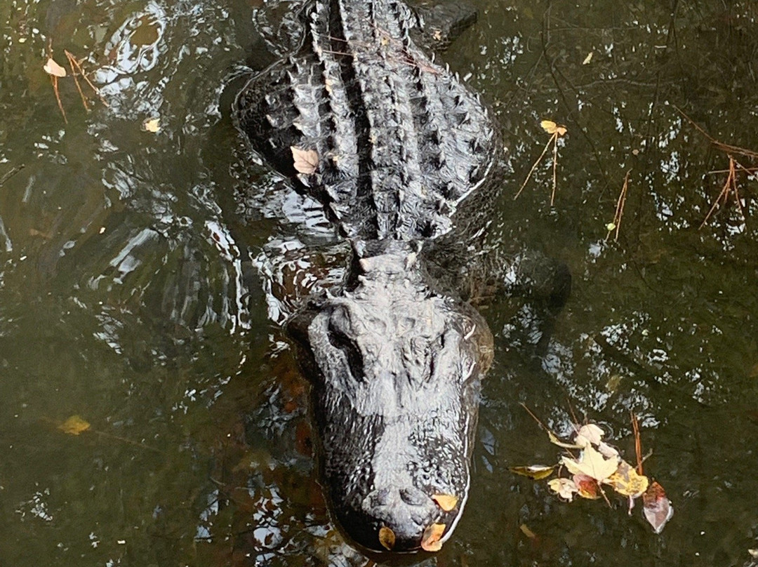 Okefenokee Swamp Park景点图片