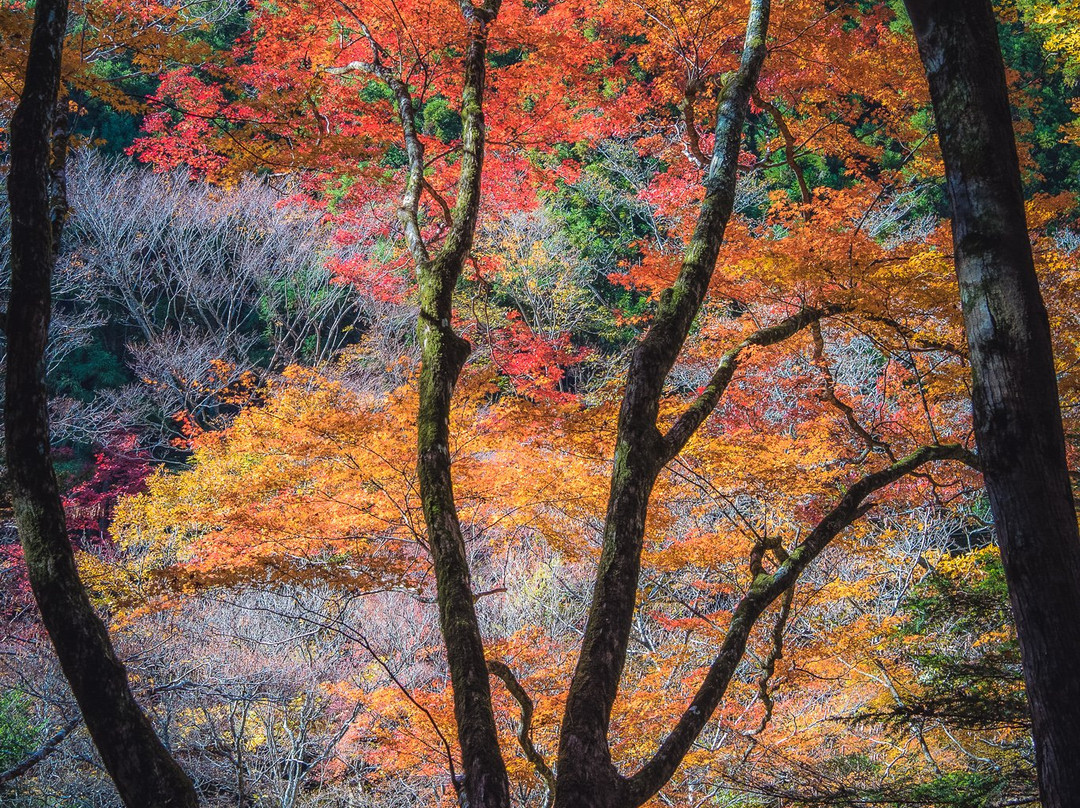 Odamiyama Gorge景点图片