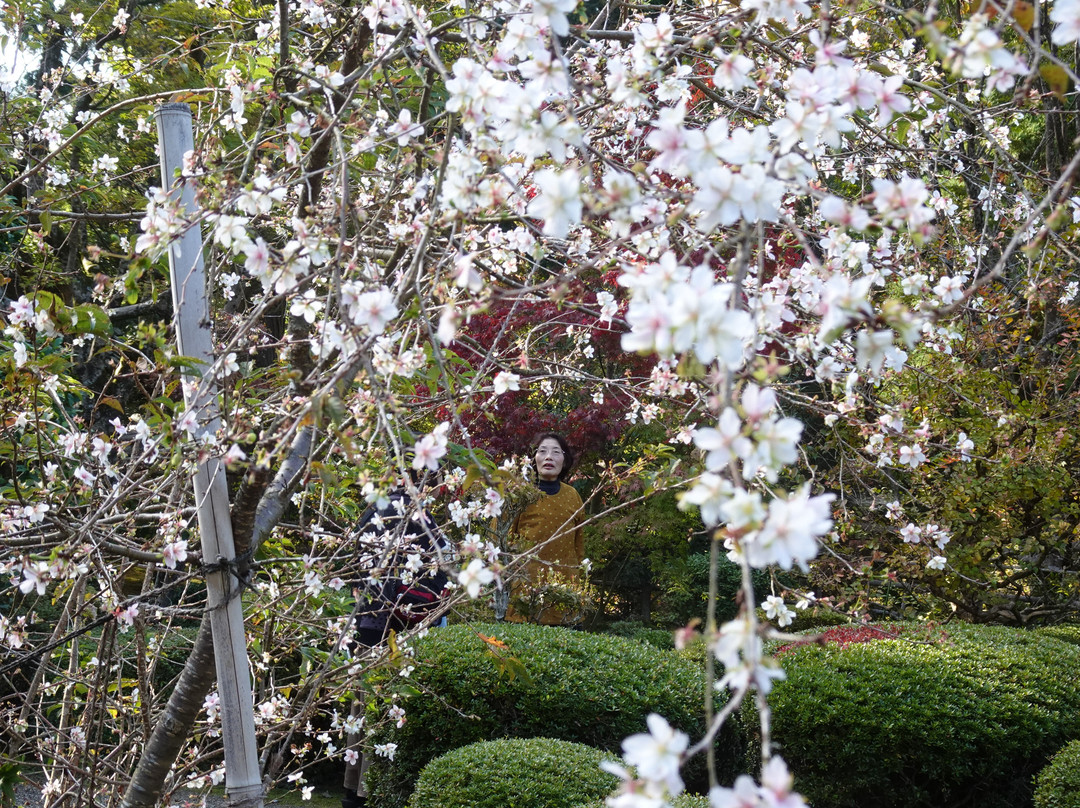 Saimyo-ji Temple Fudansakura-甲良町必去景点