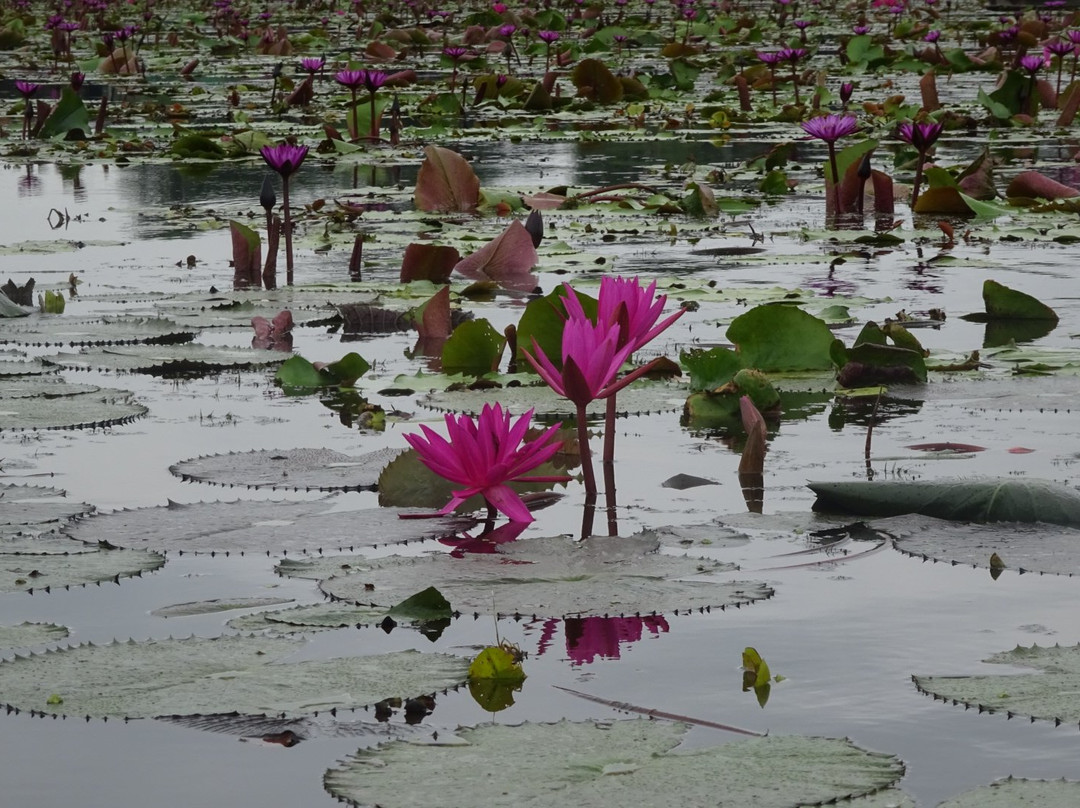 ตลาดน้ำทุ่งบัวแดง-佛统必去景点