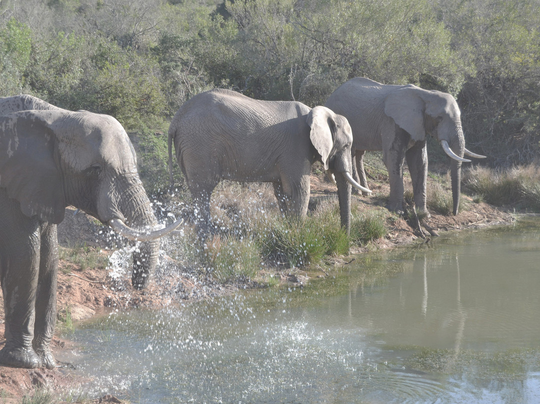 Barefoot Addo Elephant Lodge景点图片