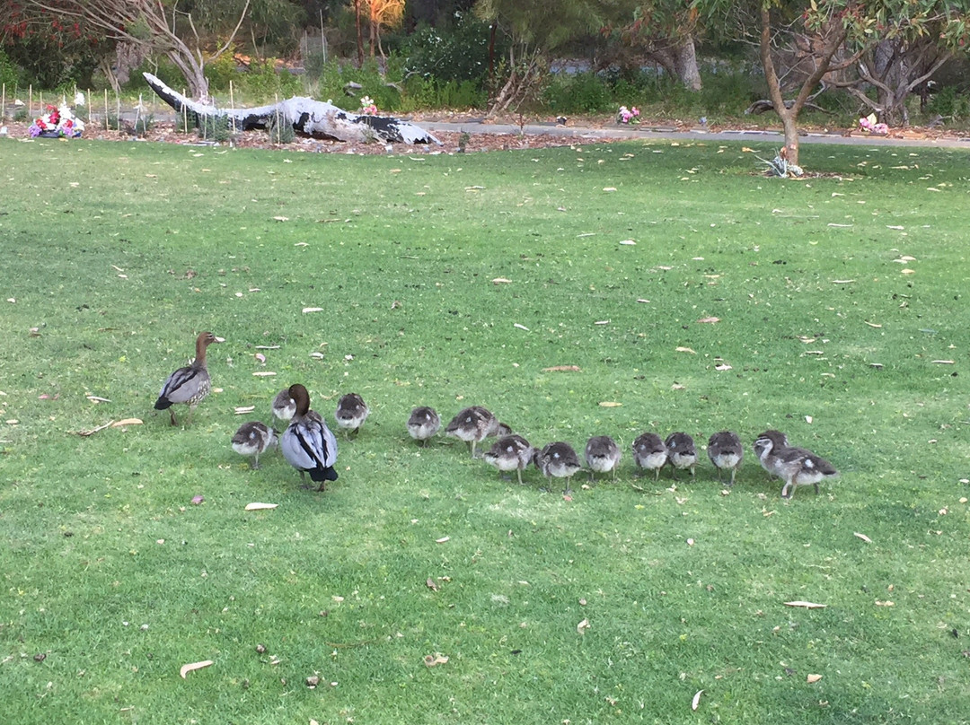 Pinnaroo Valley Memorial Park景点图片