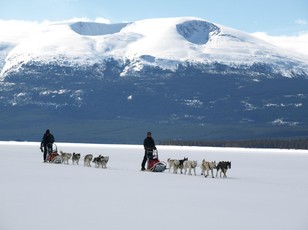 Boreal Kennels-Carcross必去景点