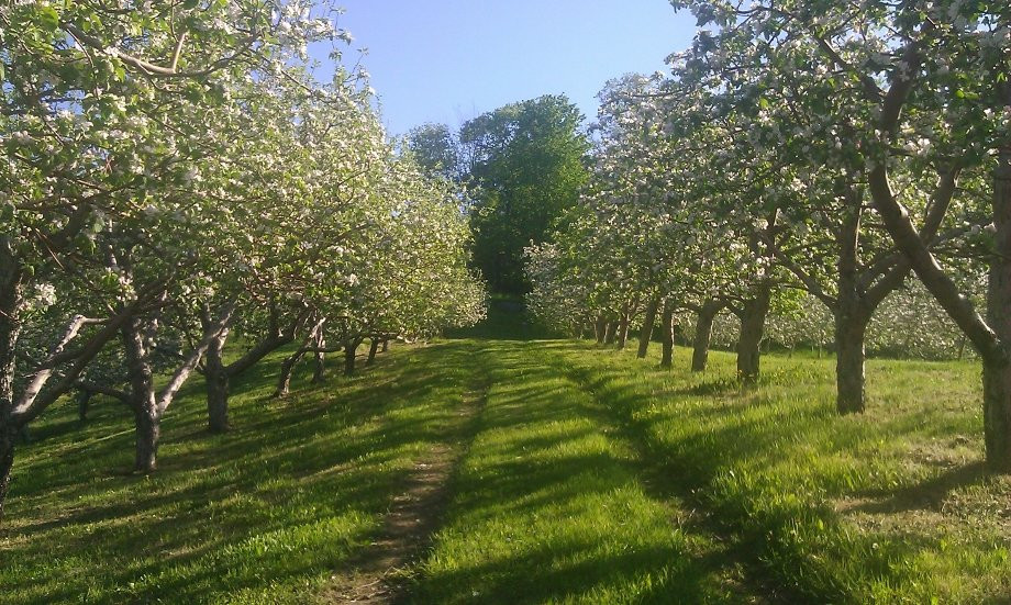 Waddell Apples - ﻿ Orchard & Farm Store景点图片