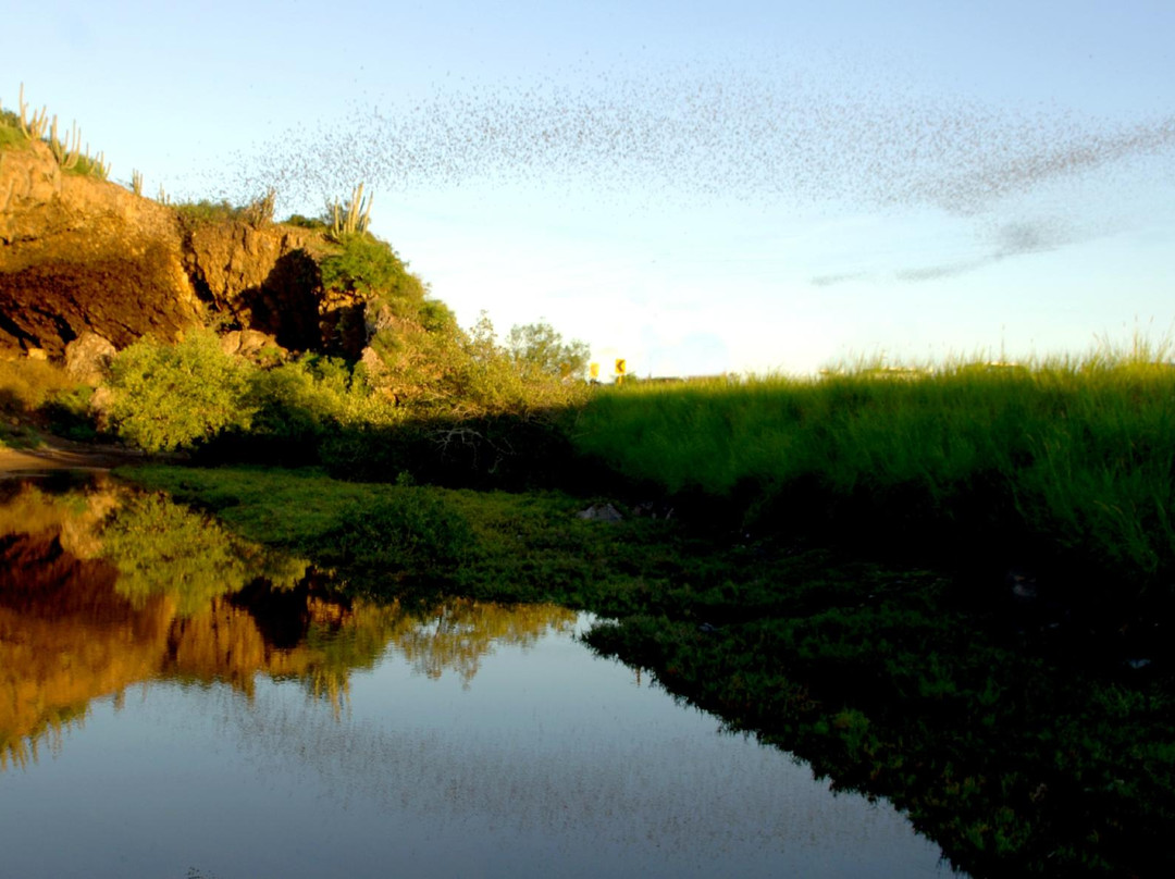 Topolobampo旅游景点-Cueva de los Murcielagos