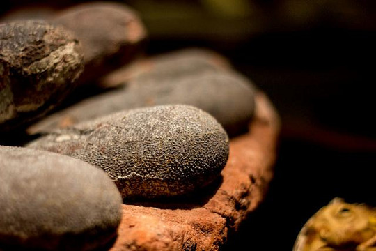 Menasha旅游景点-Weis Earth Science Museum