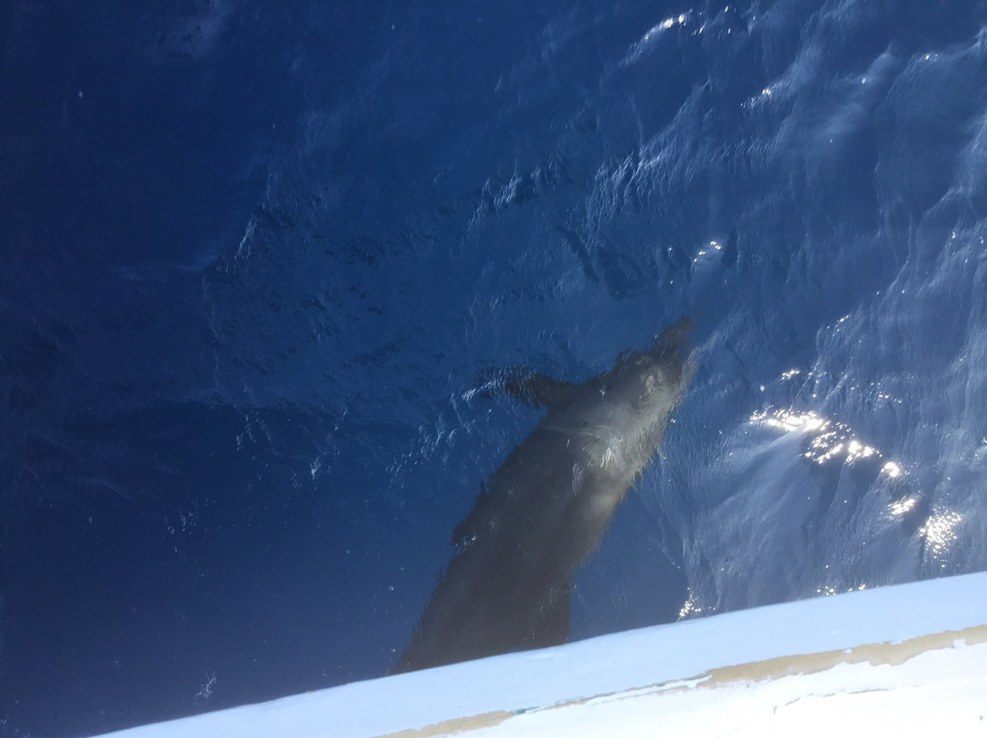 3 Turtles Diving Center-Safaga必去景点