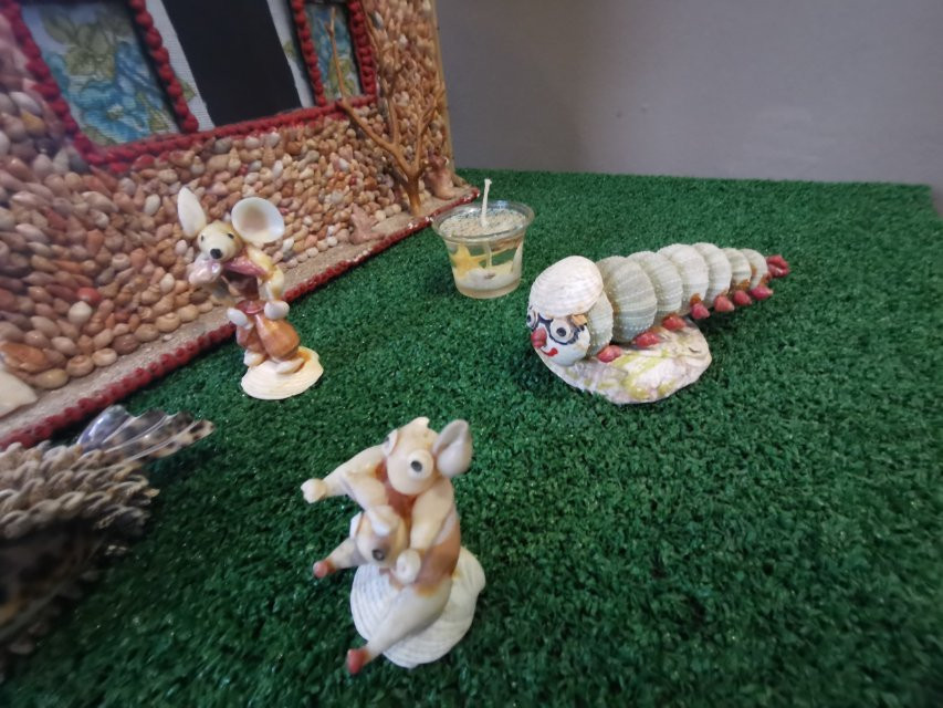 Jeffrey's Bay Shell Museum (Charlotte Kritzinger Shell Museum)-杰佛瑞湾必去景点