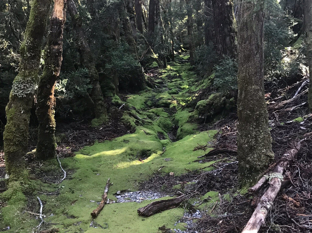 McDermott's Coaches-摇篮山圣克莱尔湖国家公园必去景点