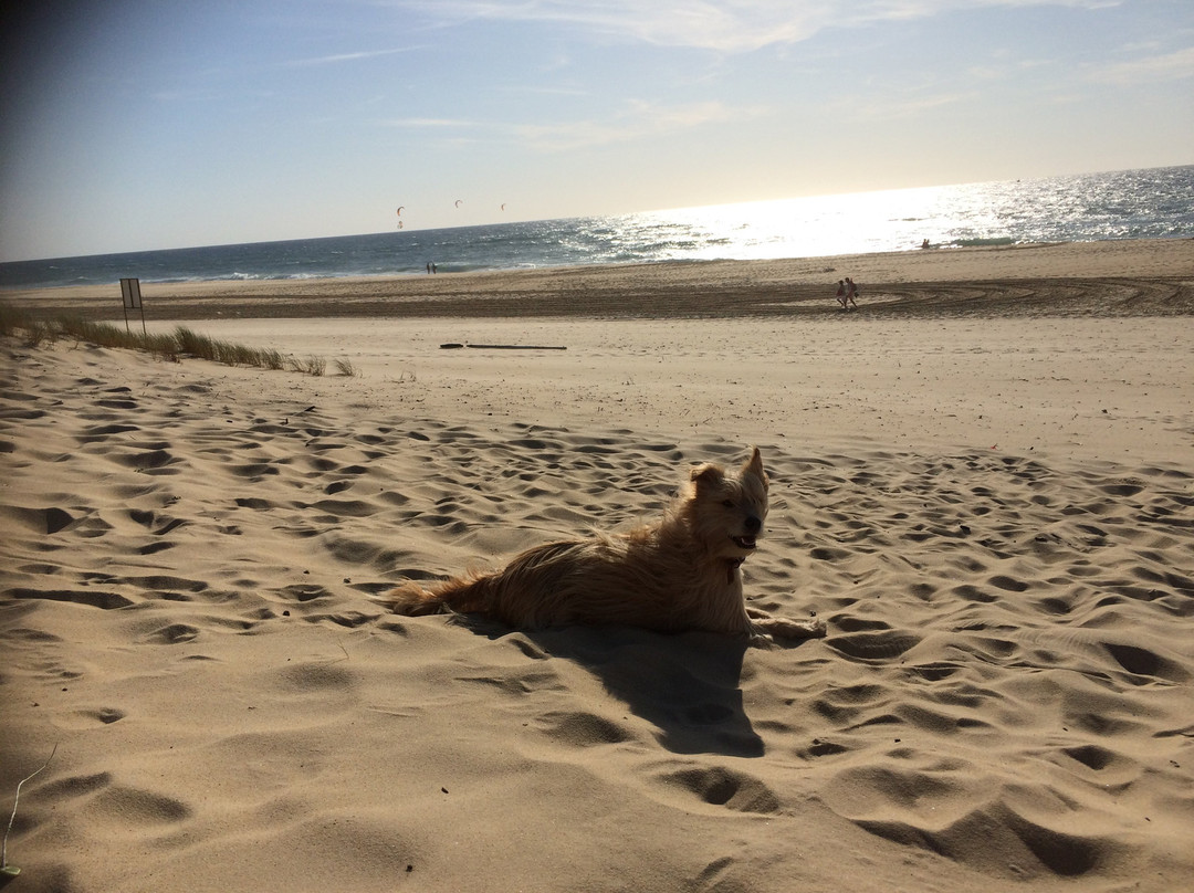 Plage de Contis les Bains景点图片