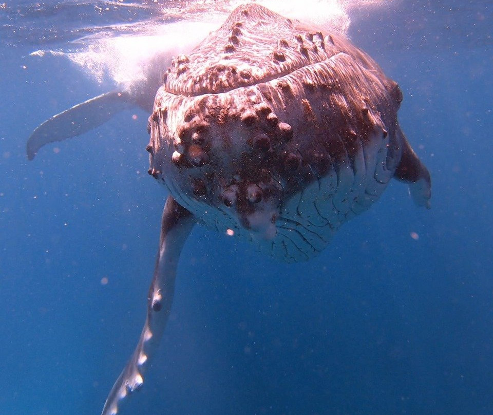 Whale Dive Tonga-努库阿洛法必去景点