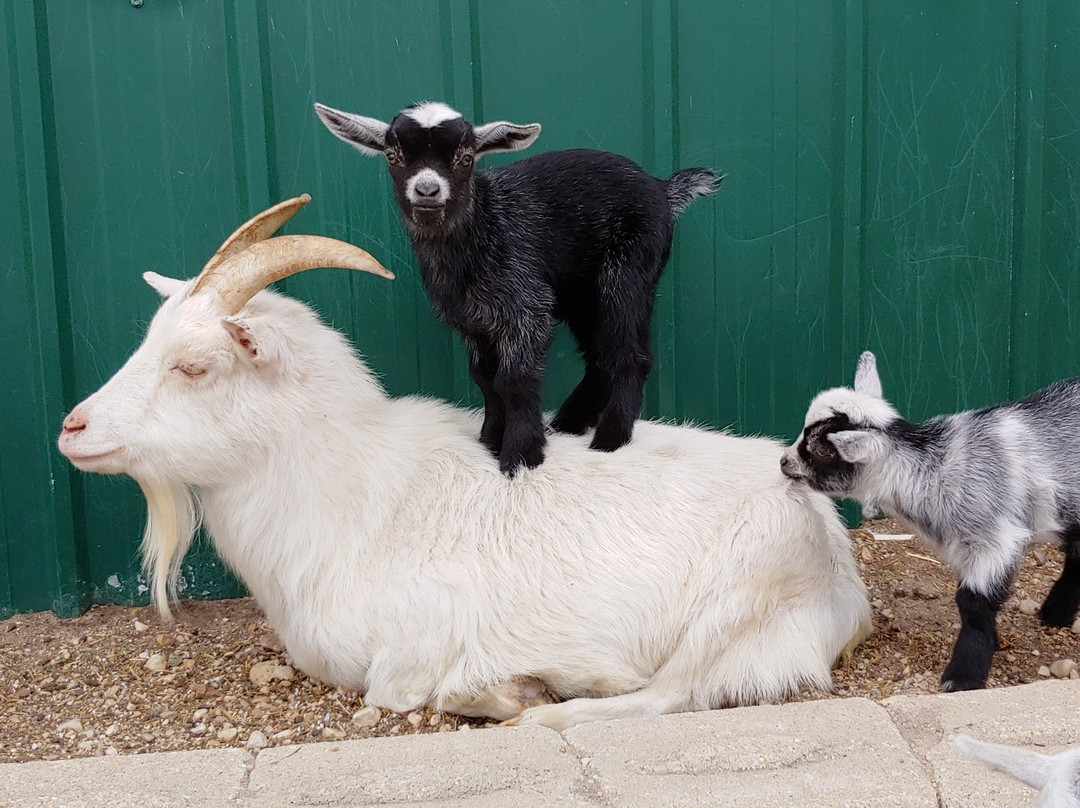 The 10 Acre Woods-Anola必去景点