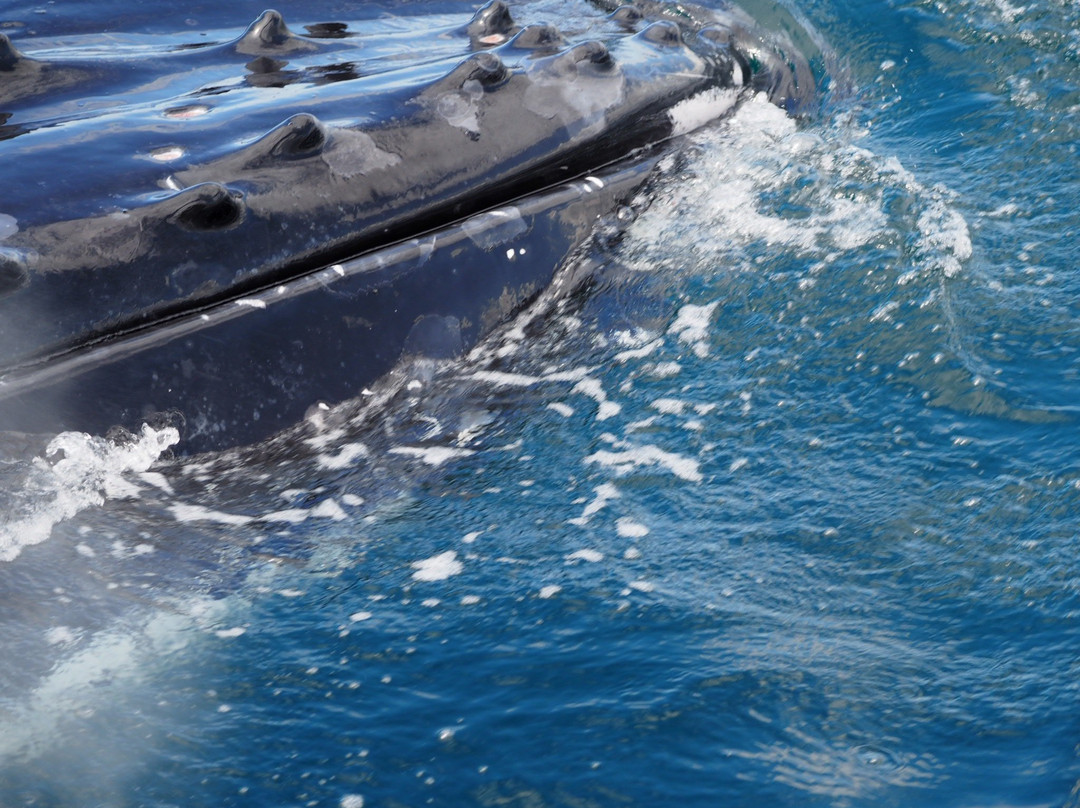 Spirit of Gold Coast Whale Watching-梅因海滩必去景点