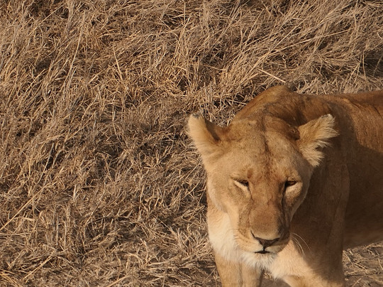 Elyon Tours - Day Tours-阿鲁沙必去景点