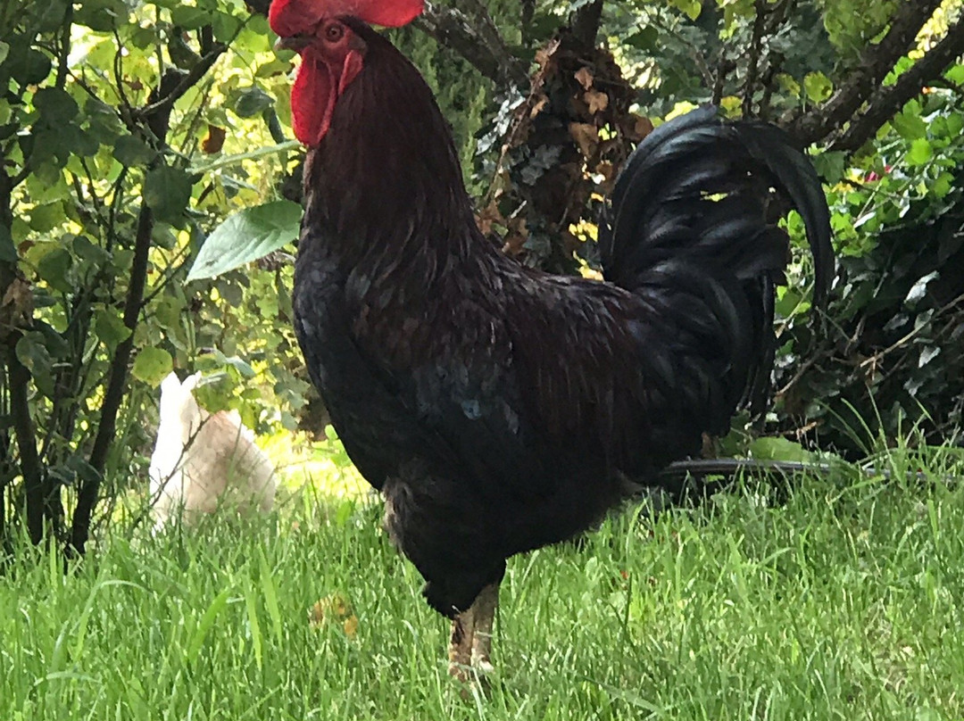 Hotel Schloss Englar主图