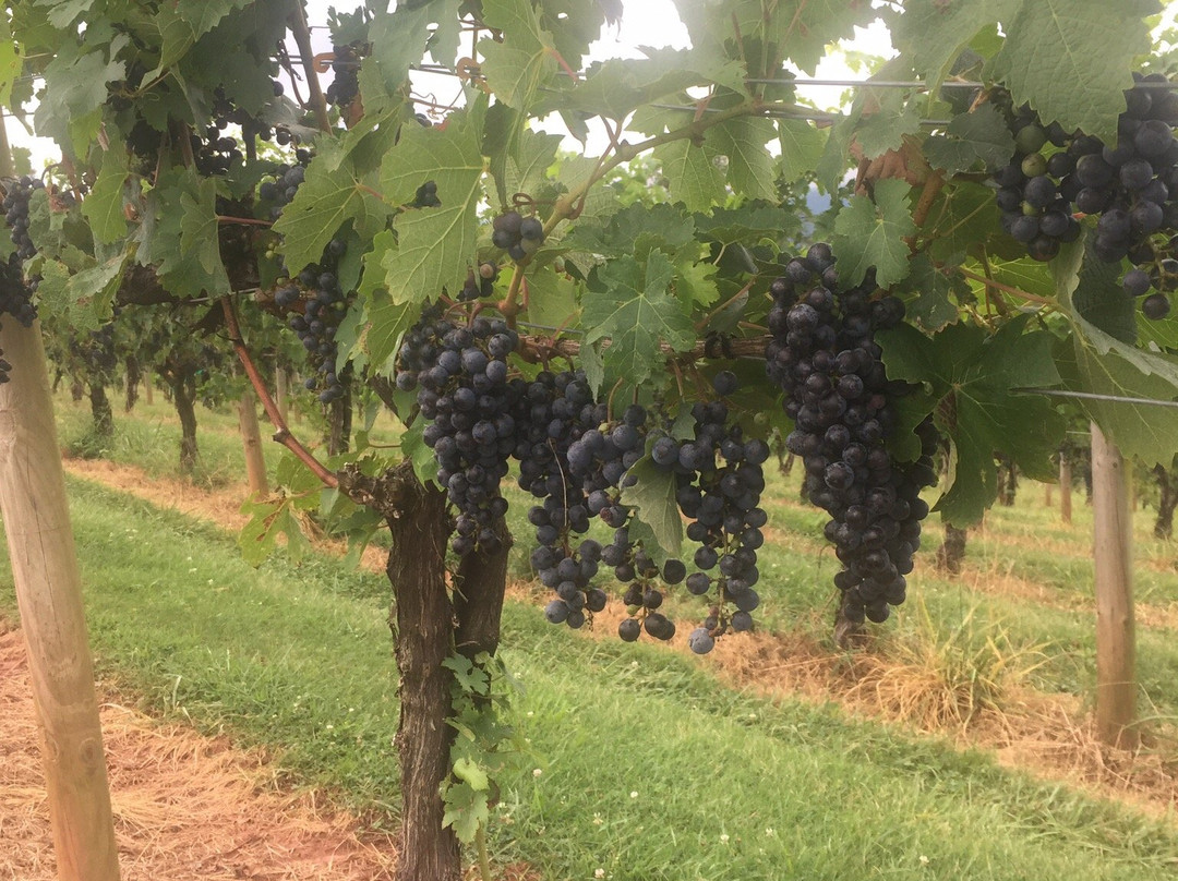 Addison Farms Vineyard景点图片