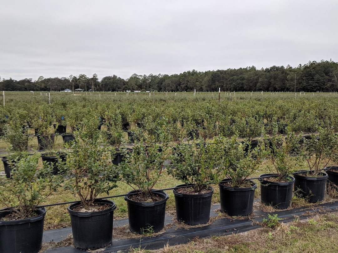 Island Grove Winery-Hawthorne必去景点