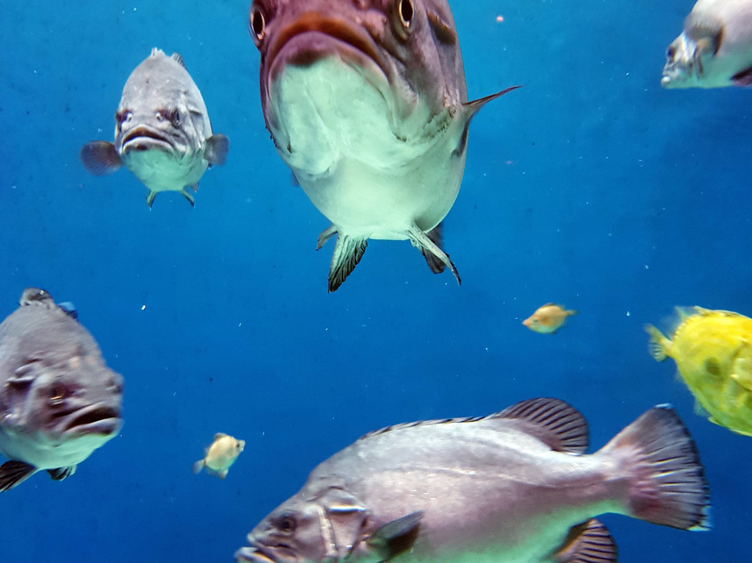 Aquarium Finisterrae景点图片