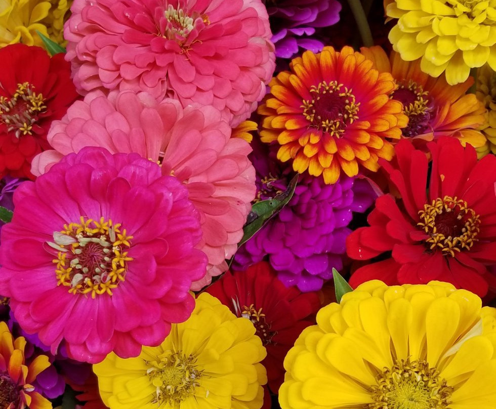 Brattleboro Farmers' Market-布拉特尔伯勒必去景点