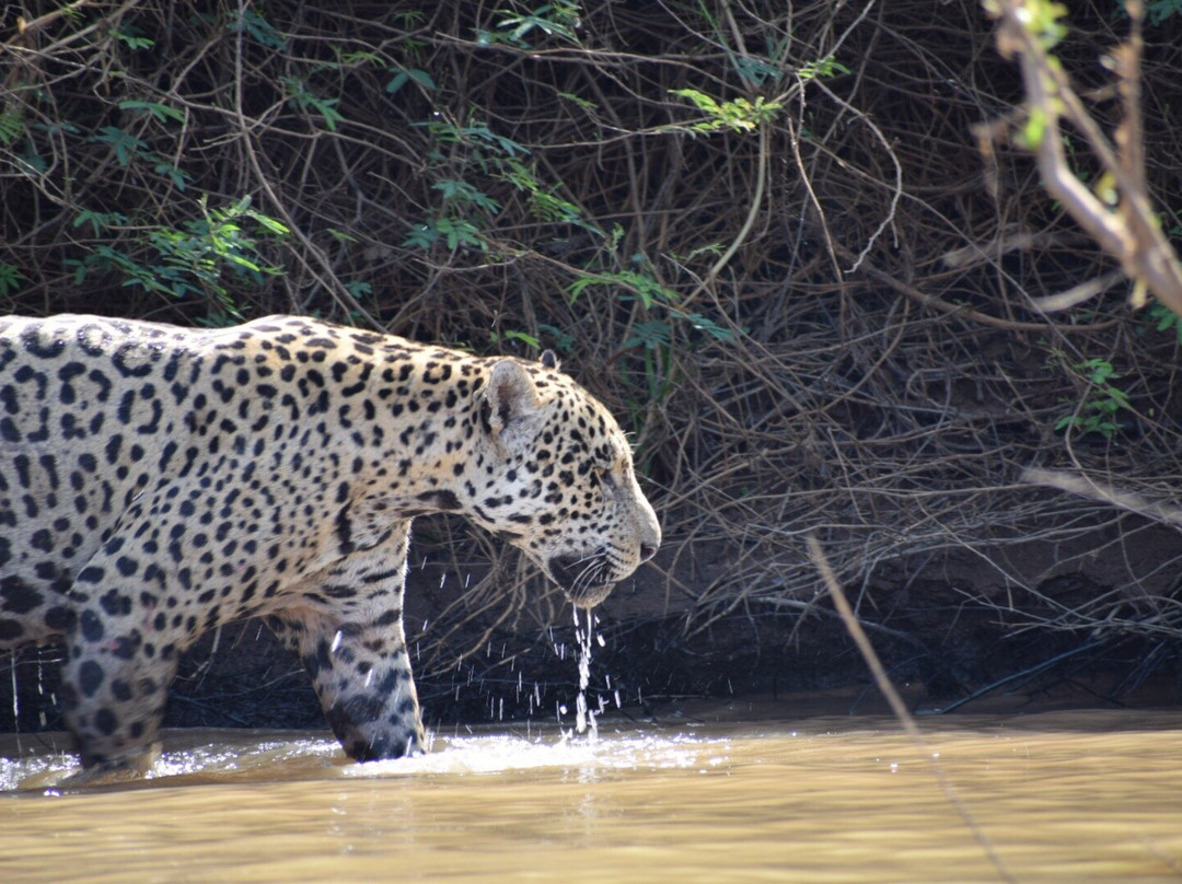 Hotel Ueso Pantanal主图