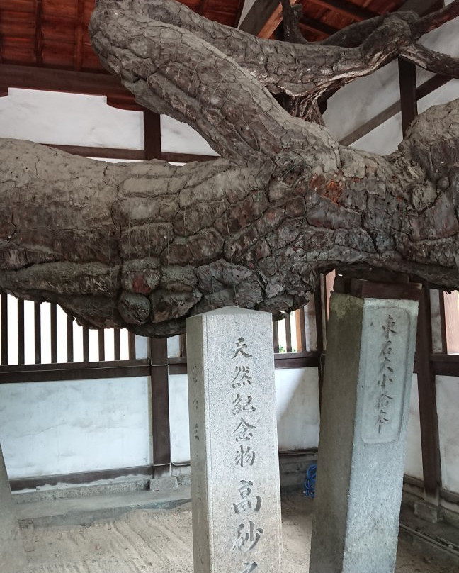 Takasago Shrine-高砂市必去景点