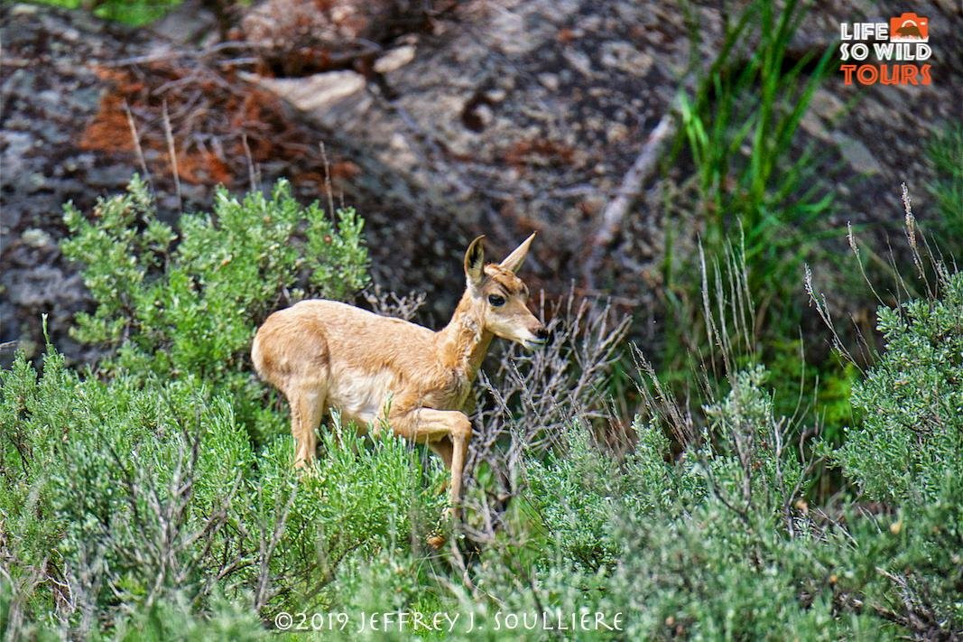 Life So Wild Tours-杰克逊必去景点