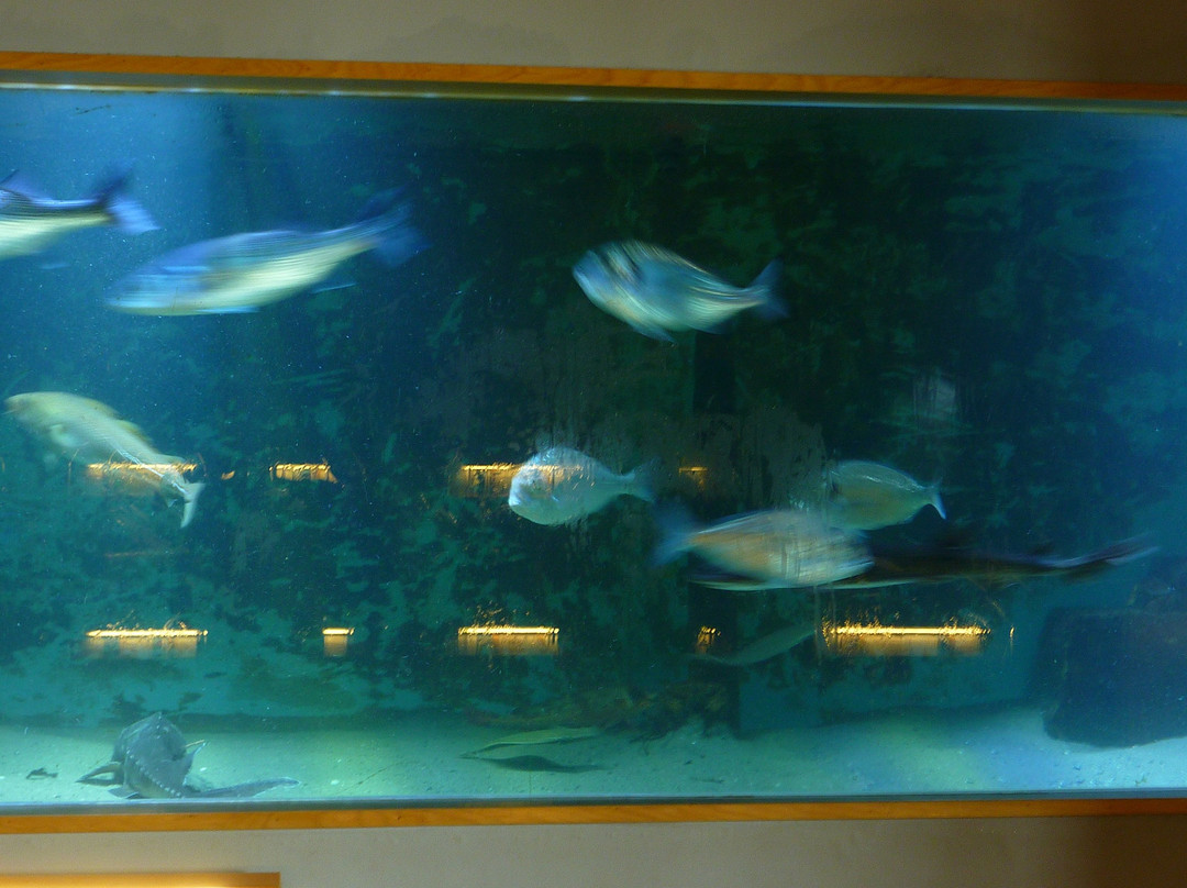 Nordseeaquarium Borkum-Borkum必去景点