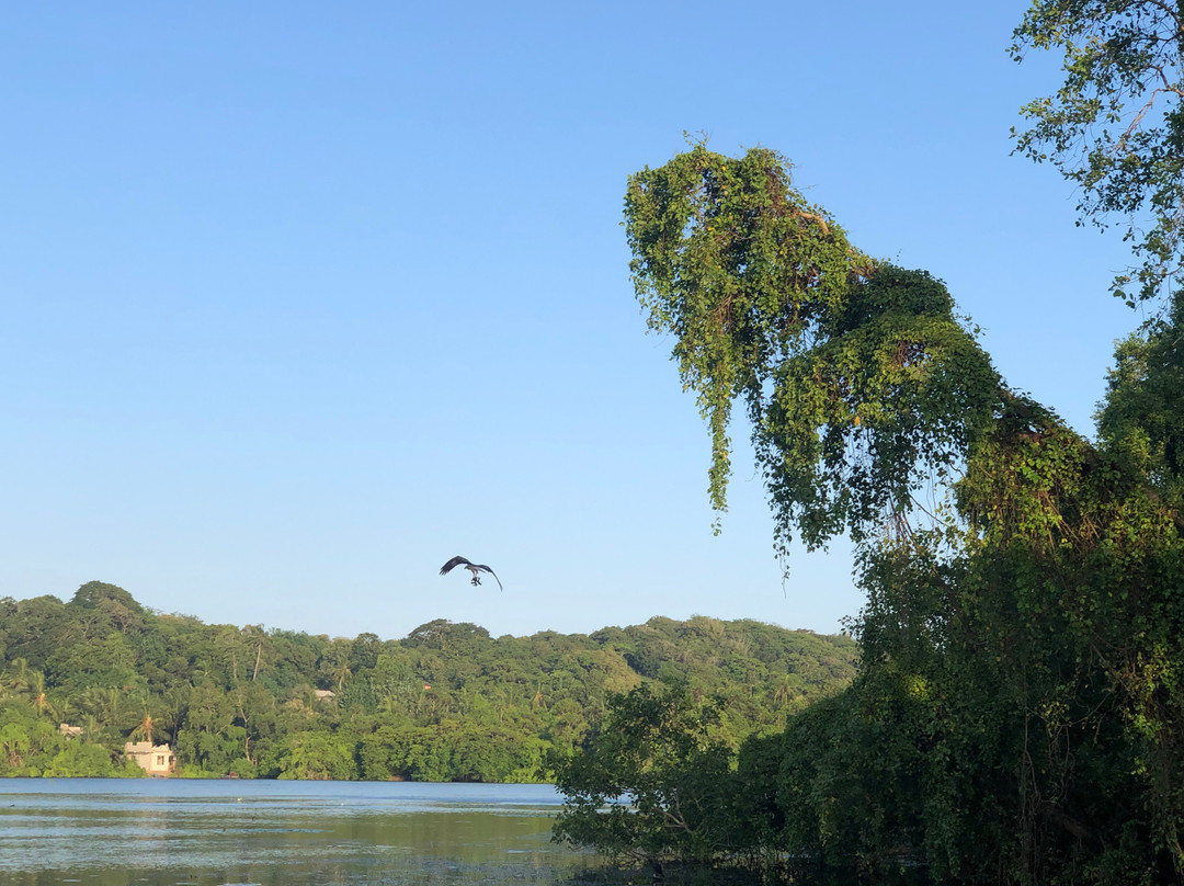 Mawella Lagoon Kayak Tour景点图片