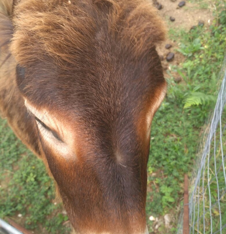 Thassos Donkeys-Skála Potamiás必去景点