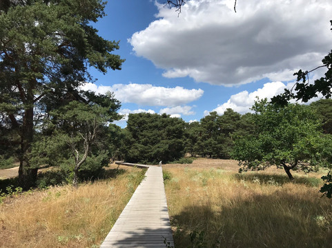 Schwanheimer Düne-法兰克福必去景点