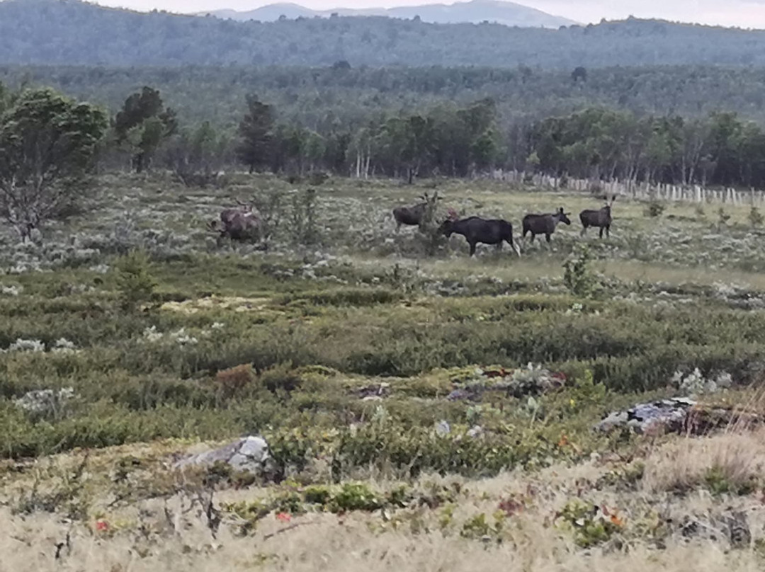 Dovrefjell Adventures-Dombas必去景点