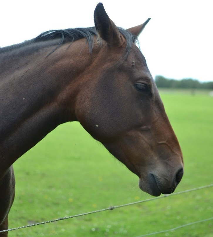 World Horse Welfare Belwade Farm-Aboyne必去景点