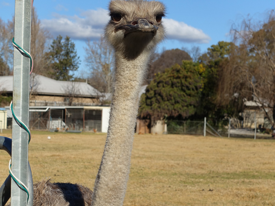 Mudgee's Getaway Cottages主图