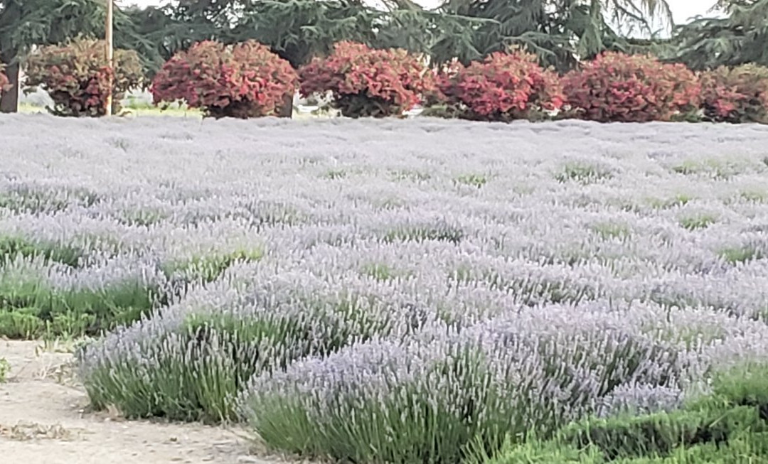 Highland Springs Resort and Conference Center主图