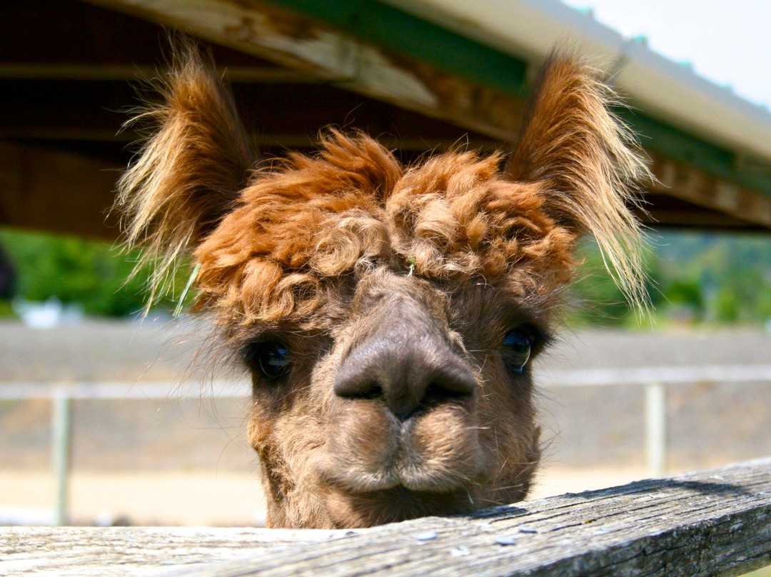 The Rellik Winery-Central Point必去景点