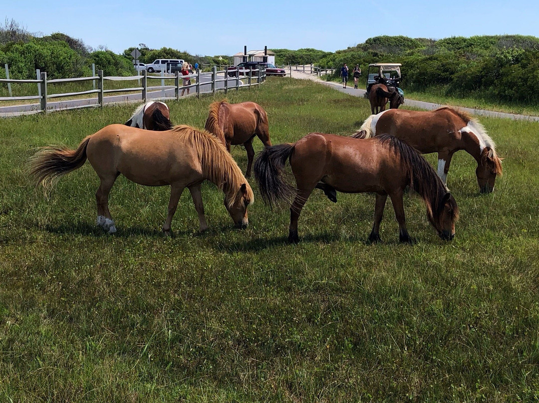 Assateague State Park景点图片