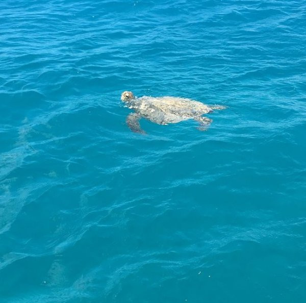 Seven Bay Snorkel Cruise-瓦图尔科必去景点