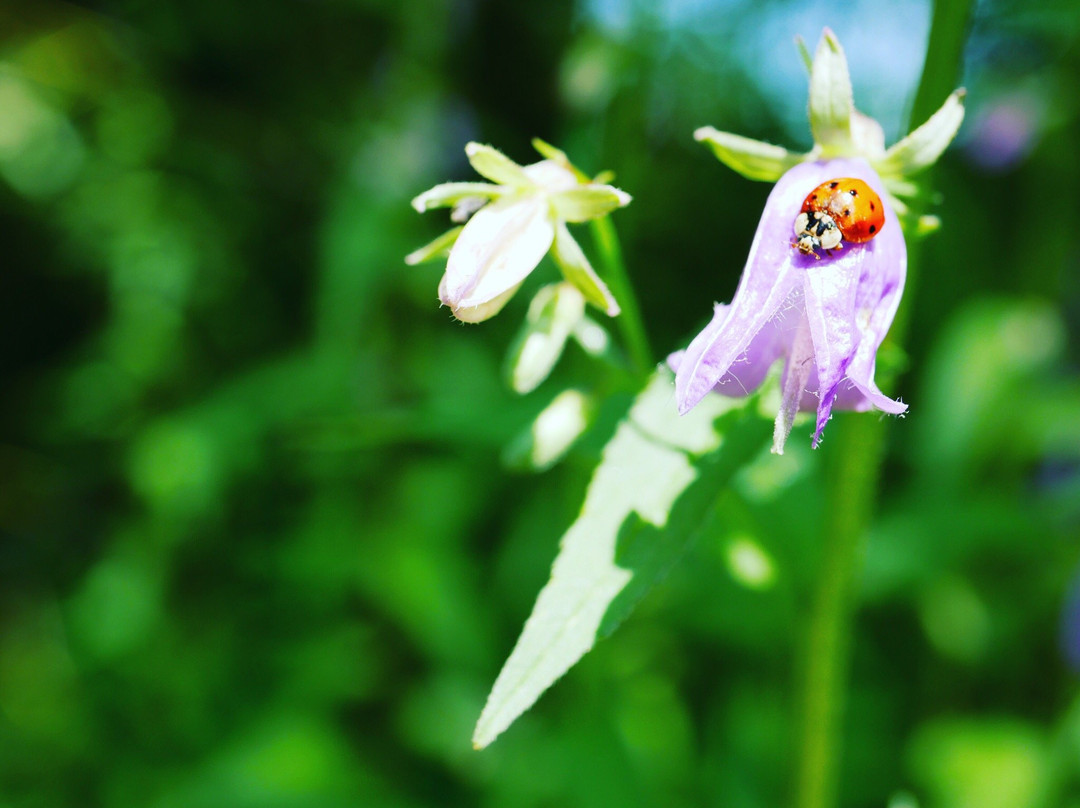 Botanische Tuin Kerkrade景点图片