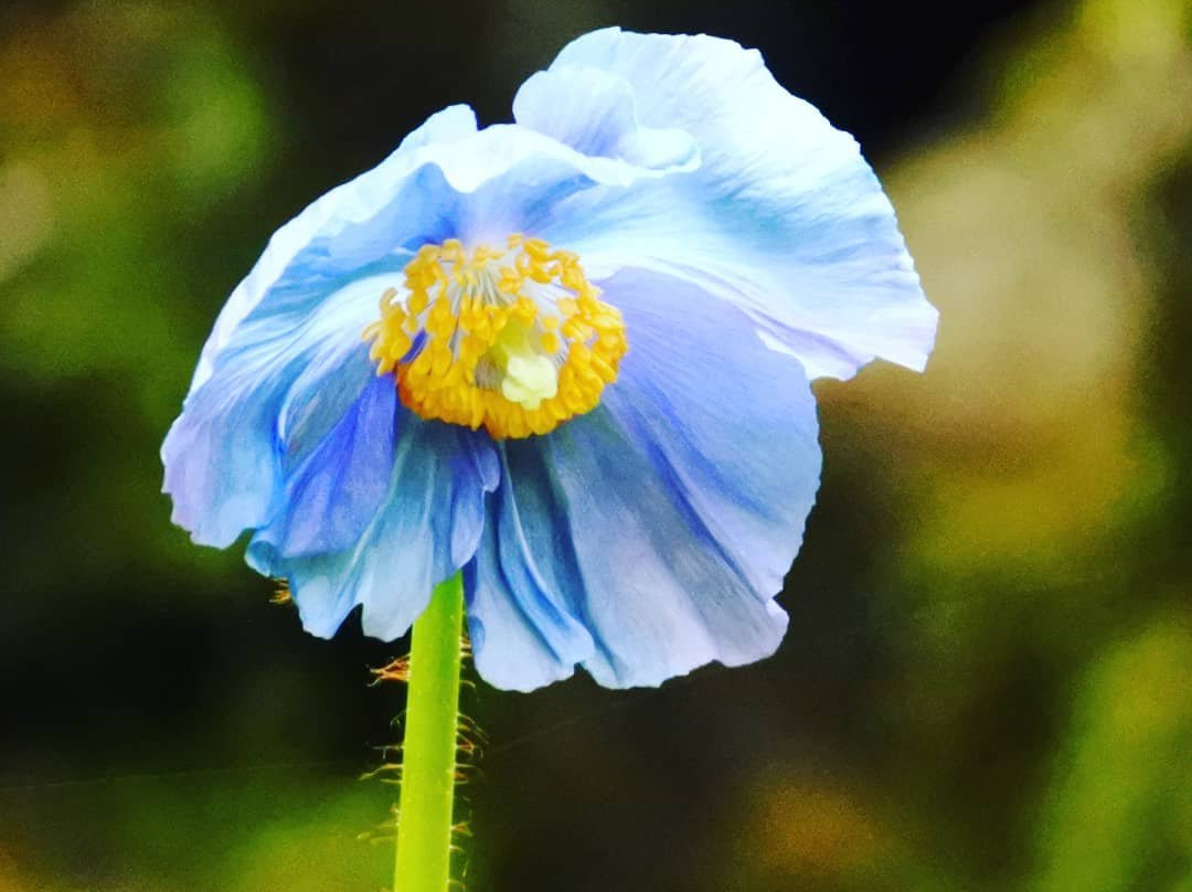 Kazaana - Kamihayashi Forest Park-东温市必去景点