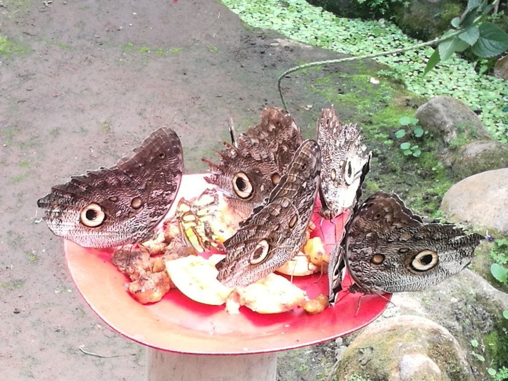 Nathaly Butterfly Garden-明多必去景点