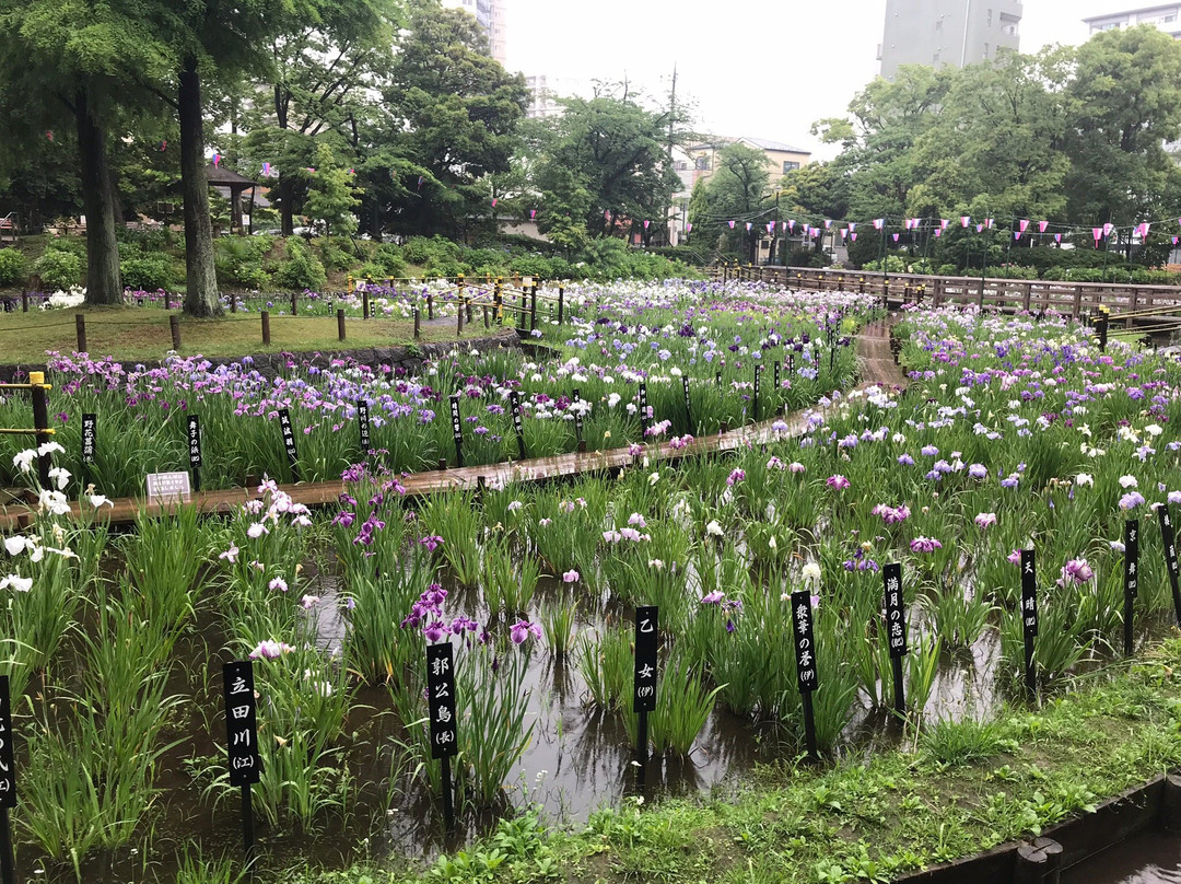 Shobu Numa Park景点图片