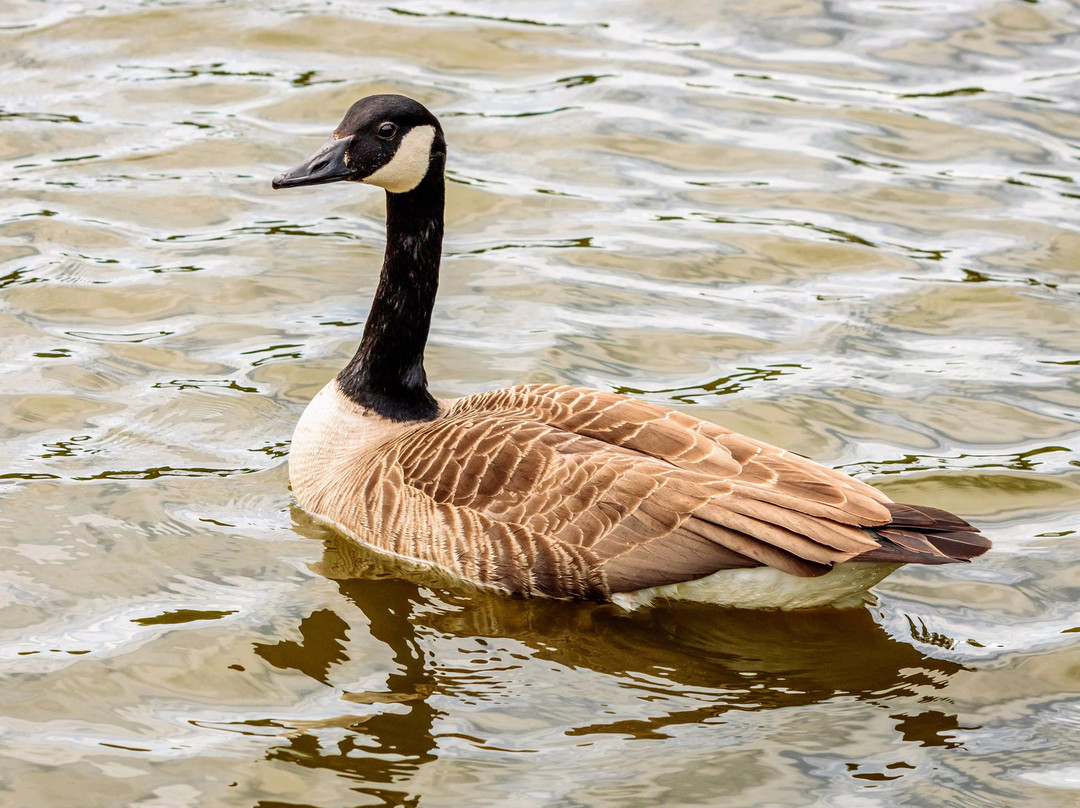 Acton Park景点图片