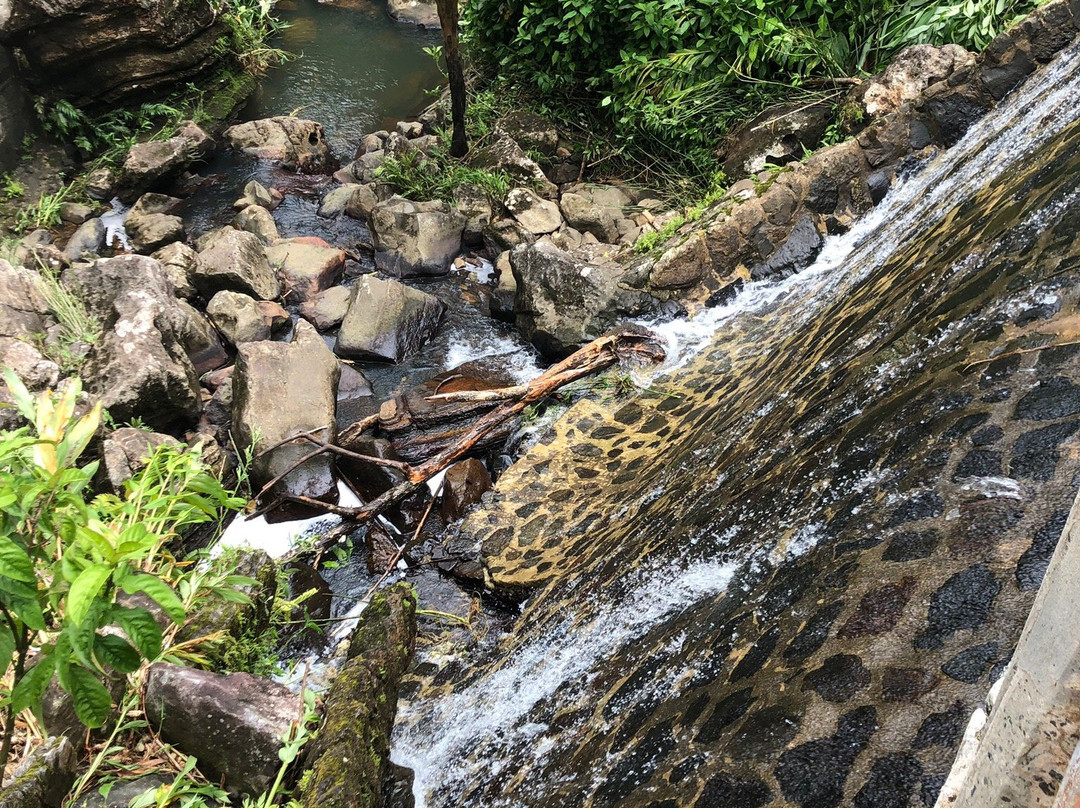 Louie's VIP Tours-云盖国家森林公园必去景点