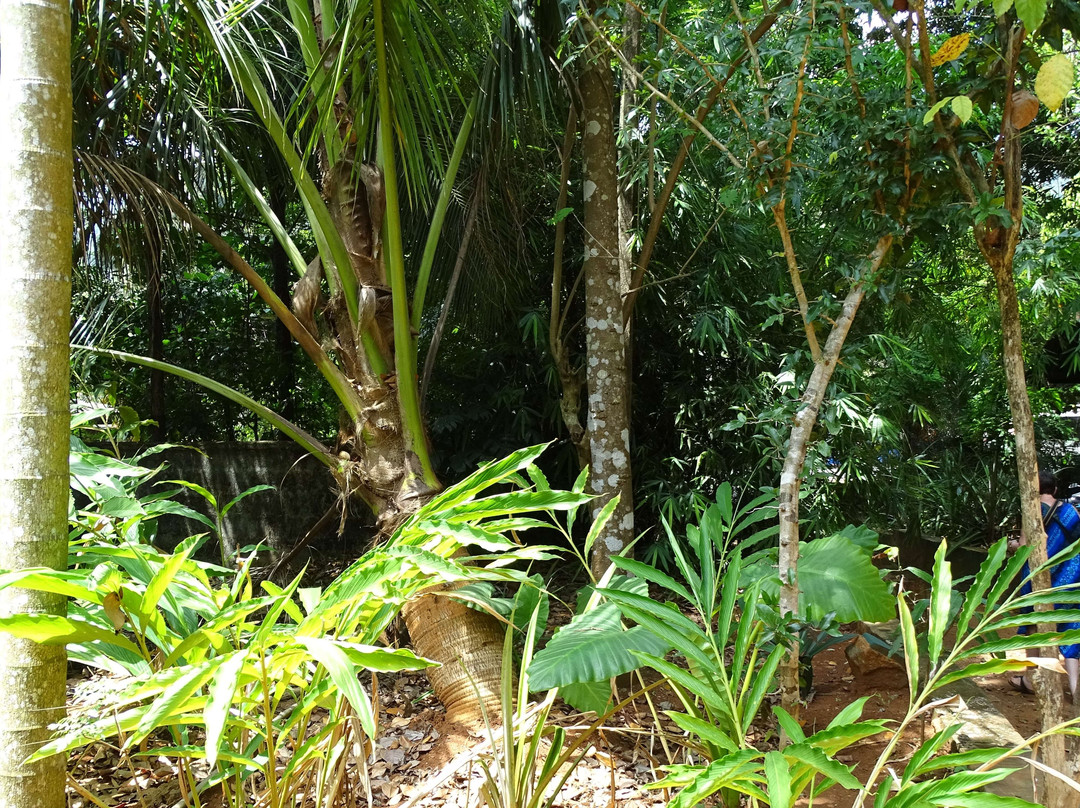 Paramount Spice Garden-Matale必去景点