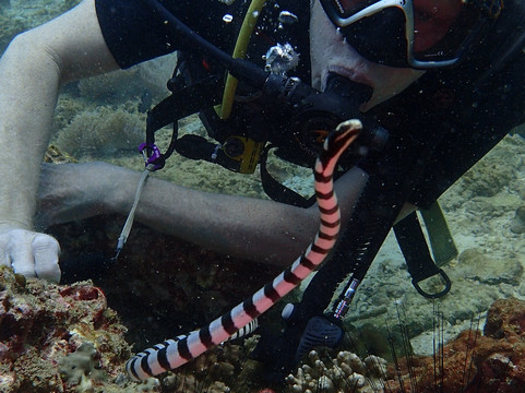 RU-DIVING Dive Center-拉威必去景点