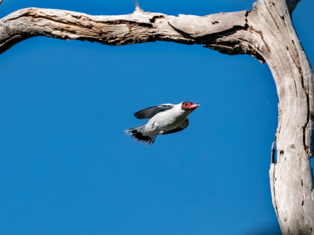 EcoBirding Brazil景点图片