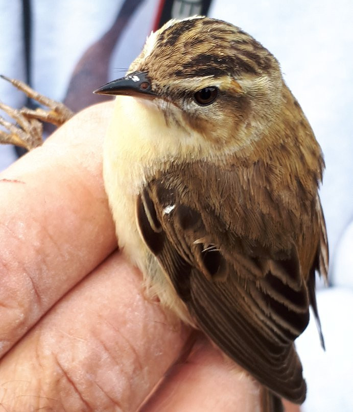 Shearwater Wildlife Tours-科克必去景点